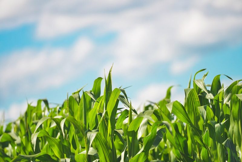 Curso técnico em Agropecuária: requisitos e duração: imagem relacionada à formação e ao trabalho na área