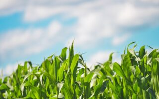 Curso técnico em Agropecuária: requisitos e duração: imagem relacionada à formação e ao trabalho na área