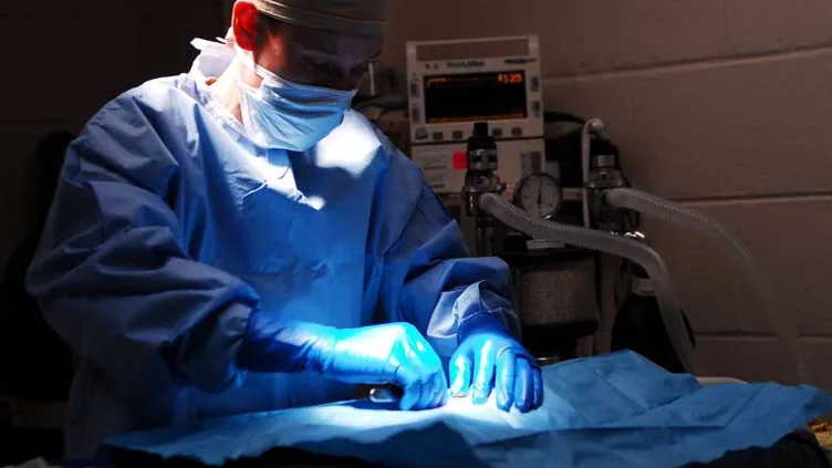 Técnico em Farmácia em clínica veterinária: ambiente de atendimento e procedimentos